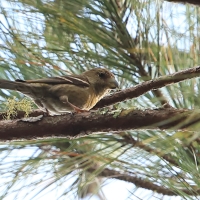 Krzyżodziób karaibski - Loxia megaplaga - Hispaniolan Crossbill