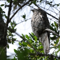 Nocolot północny - Nyctibius jamaicensis - Northern Potoo