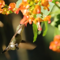 Koliberek miodowy - Mellisuga minima - Vervain Hummingbird