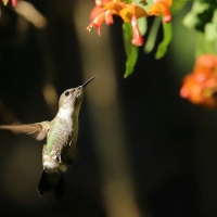 Koliberek miodowy - Mellisuga minima - Vervain Hummingbird