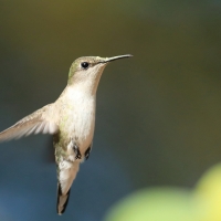 Pląśnik czarnopierśny - Riccordia swainsonii  - Hispaniolan Emerald