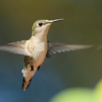 Pląśnik czarnopierśny - Riccordia swainsonii  - Hispaniolan Emerald