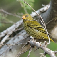 Czyż antylski - Spinus dominicensis - Antillean Siskin