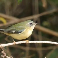 Lasówka granatowa - Setophaga caerulescens - Black-throated Blue Warbler