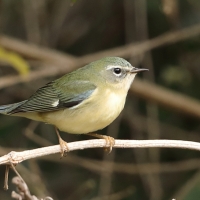 Lasówka granatowa - Setophaga caerulescens - Black-throated Blue Warbler