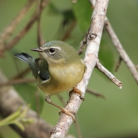 Lasówka granatowa - Setophaga caerulescens - Black-throated Blue Warbler