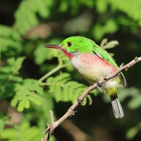 Płaskodziobek duży - Todus subulatus - Broad-billed Tody
