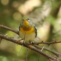 Lasówka obrożna - Setophaga americana - Northern Parula