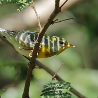 Lasówka obrożna - Setophaga americana - Northern Parula