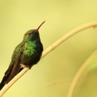Pląśnik czarnopierśny - Riccordia swainsonii  - Hispaniolan Emerald