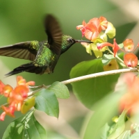 Pląśnik czarnopierśny - Riccordia swainsonii  - Hispaniolan Emerald