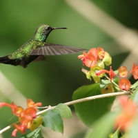 Pląśnik czarnopierśny - Riccordia swainsonii  - Hispaniolan Emerald