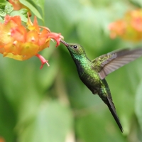 Pląśnik czarnopierśny - Riccordia swainsonii  - Hispaniolan Emerald
