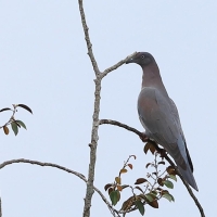 Gołąbczak karaibski - Patagioenas leucocephala - White-crowned Pigeon