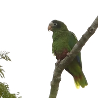 Amazonka czarnoucha - Amazona ventralis - Hispaniolan Parrot