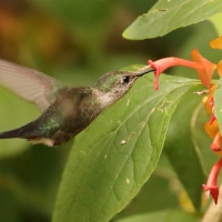 Koliberek miodowy - Mellisuga minima - Vervain Hummingbird