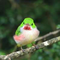 Płaskodziobek duży - Todus subulatus - Broad-billed Tody
