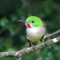 Płaskodziobek duży - Todus subulatus - Broad-billed Tody