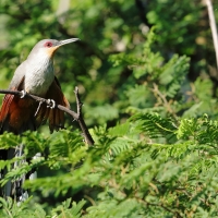 Jaszczurkojad szary - Coccyzus longirostris - Hispaniolan Lizard-Cuckoo