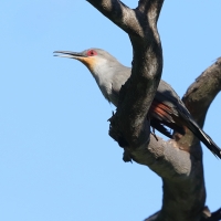 Jaszczurkojad szary - Coccyzus longirostris - Hispaniolan Lizard-Cuckoo