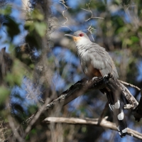 Jaszczurkojad szary - Coccyzus longirostris - Hispaniolan Lizard-Cuckoo