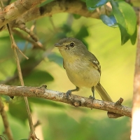 Wireonek płaskodzioby - Vireo nanus - Flat-billed Vireo
