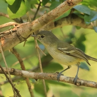 Wireonek płaskodzioby - Vireo nanus - Flat-billed Vireo