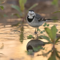 Pliszka siwa - Motacilla alba - White Wagtail
