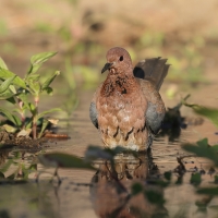 Synogarlica senegalska - Streptopelia senegalensis - Laughing Dove