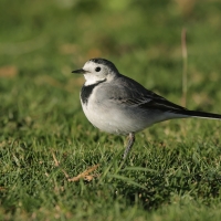 Pliszka siwa - Motacilla alba - White Wagtail