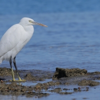 Czapla rafowa - Egretta gularis - Western Reef-Egret