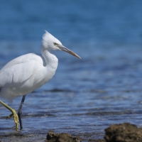 Czapla rafowa - Egretta gularis - Western Reef-Egret