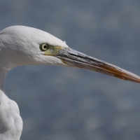 Czapla rafowa - Egretta gularis - Western Reef-Egret