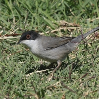 Pokrzewka aksamitna - Sylvia melanocephala - Sardinian Warbler