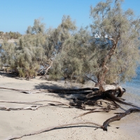 Wybrzeże morza Czerwonego