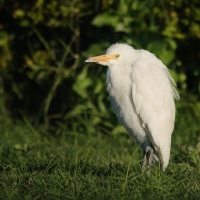 Czapla złotawa - Bubulcus ibis - Western Cattle Egret