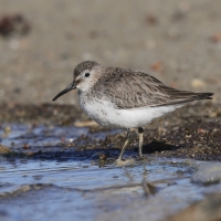 Biegus zmienny - Calidris alpina - Dunlin