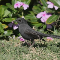 Drozdówka czarna - Cercotrichas podobe - Black scrub-robin