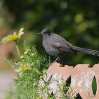 Drozdówka czarna - Cercotrichas podobe - Black scrub-robin
