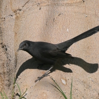 Drozdówka czarna - Cercotrichas podobe - Black scrub-robin