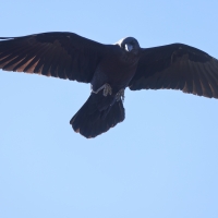 Kruk pustynny - Corvus ruficollis - Brown-necked Raven