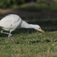 Czapla złotawa - Bubulcus ibis - Western Cattle Egret