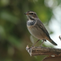 Podróżniczek - Luscinia svecica - Bluethroat