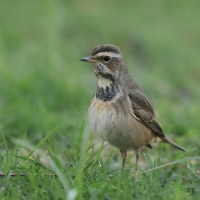 Podróżniczek - Luscinia svecica - Bluethroat