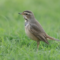 Podróżniczek - Luscinia svecica - Bluethroat