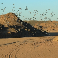 Gołąb skalny - Columba livia - Rock Pigeon