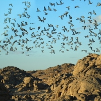 Gołąb skalny - Rock Pigeon