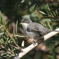 Pokrzewka aksamitna - Sylvia melanocephala - Sardinian Warbler