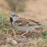 Wróbel - Passer domesticus - House Sparrow