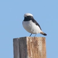 Białorzytka srokata - Oenanthe lugens - Mourning Wheatear
